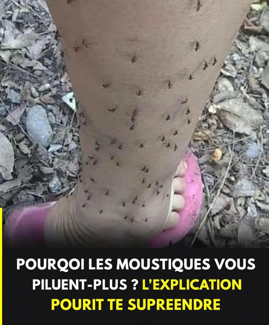 Pourquoi les moustiques vous choisissent-ils toujours ? L'explication scientifique que peu connaissent