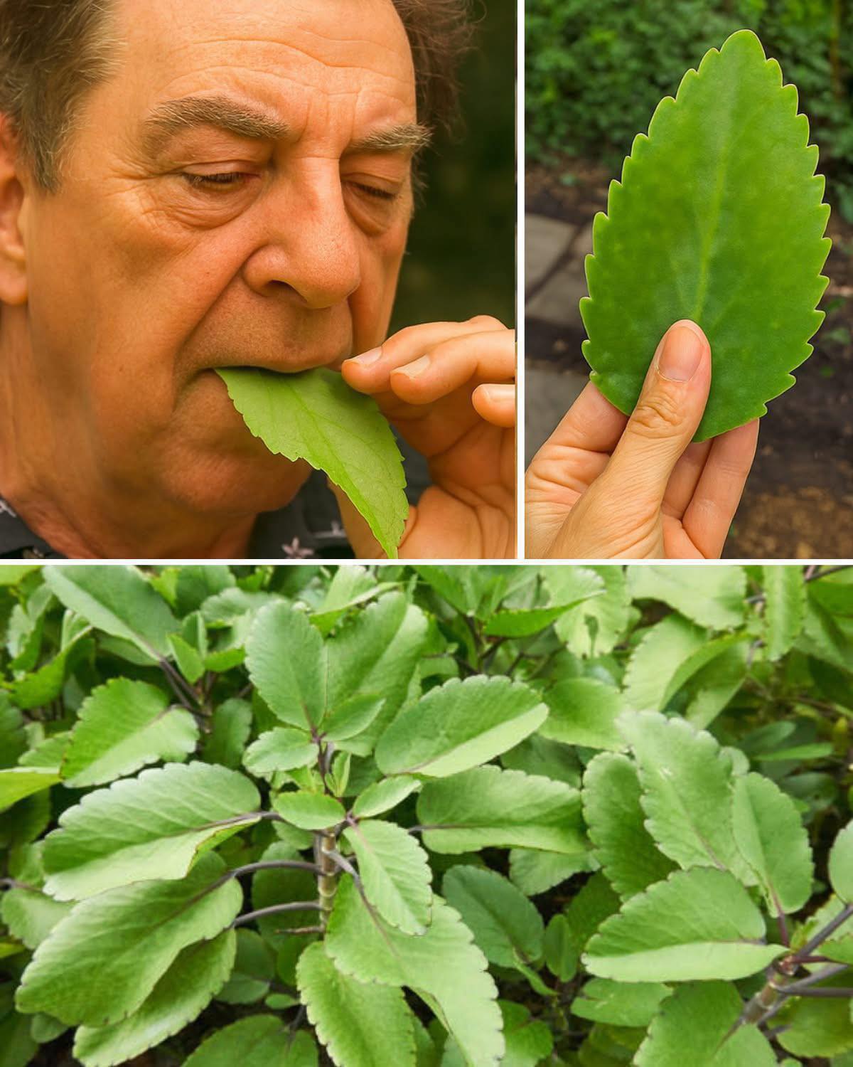 La Plante de Vie : beaucoup l'ont dans leur jardin, mais la plupart ignorent comment en tirer parti