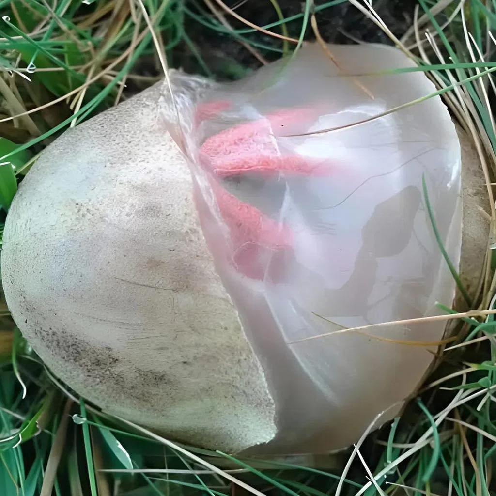 Dans mon jardin, une créature visqueuse et rougeâtre exhalant une odeur forte et désagréable. J'ai été horrifiée en comprenant de quoi il s'agissait