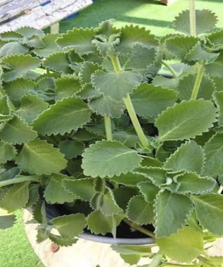 L'origan : ce que les médecins révèlent sur ses effets