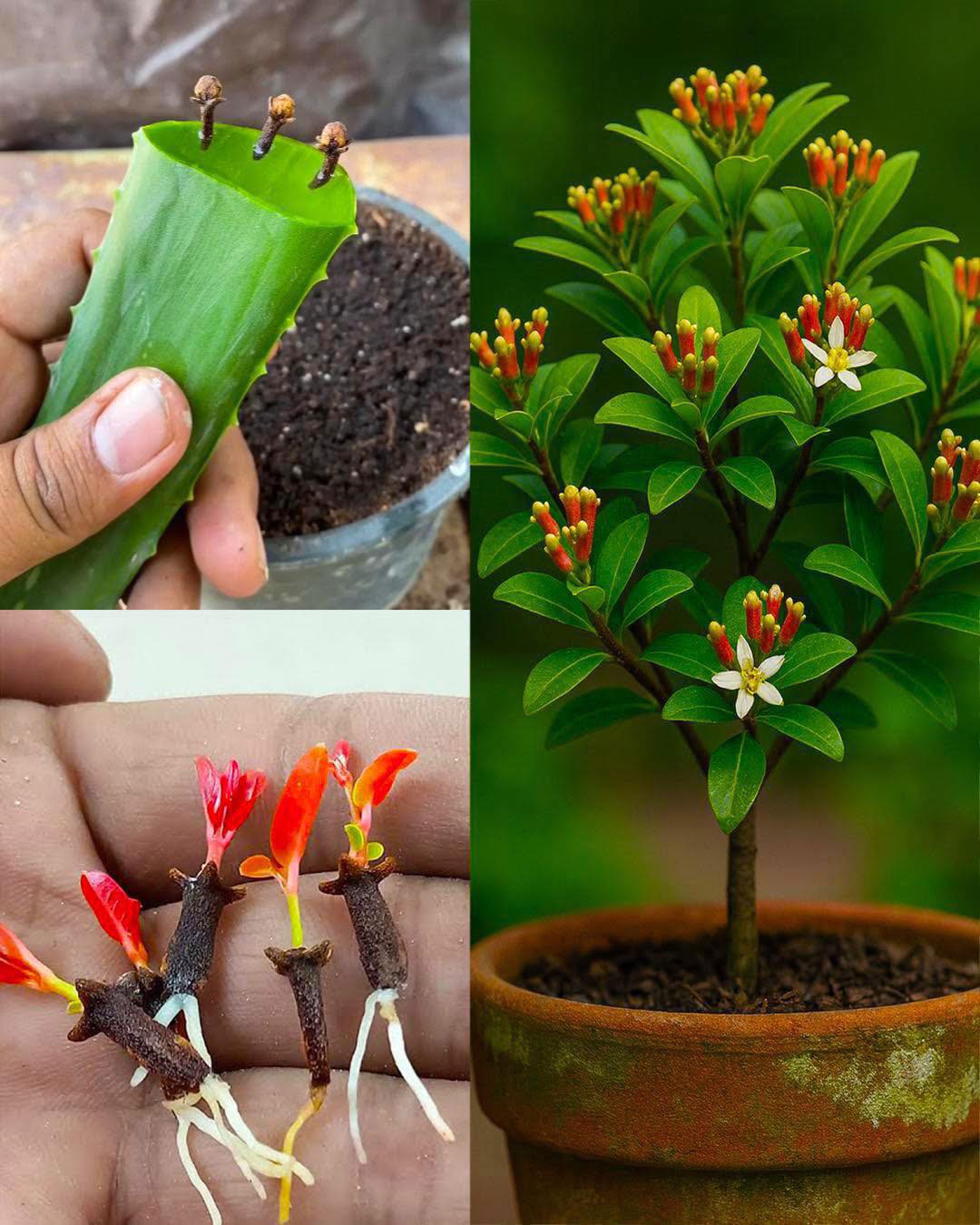 Comment faire germer le clou de girofle chez soi avec une astuce simple et naturelle