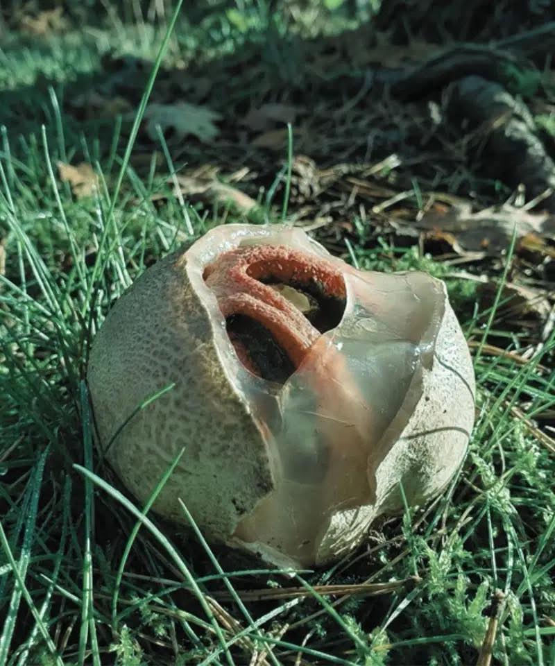 Qu'est-ce que c'est et pourquoi est-il qualifié de « l'une des choses les plus terrifiantes de la nature » ?