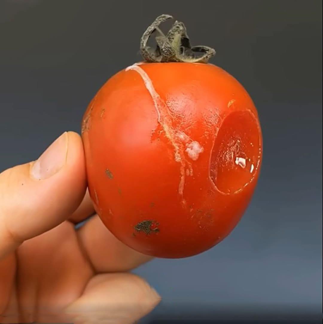 Ne jetez plus vos tomates abîmées ! Plus elles sont mûres, plus elles sont précieuses !