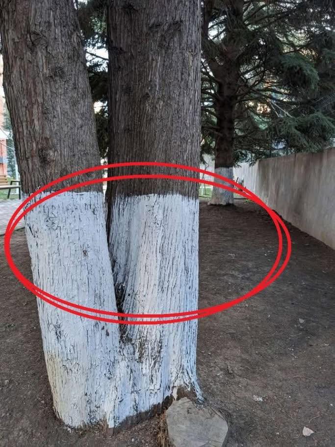 Pourquoi les troncs d'arbres sont-ils peints en blanc ? Une pratique aux multiples vertus