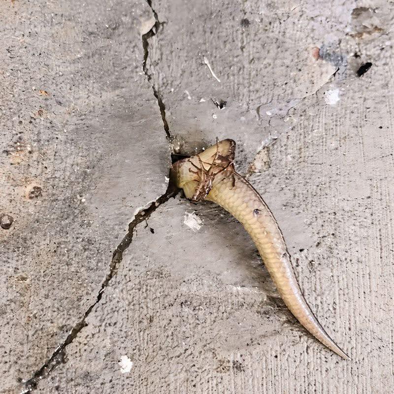 Quelque chose bouge dans le mur ? Le mystère domestique qui a tourné au pur suspense