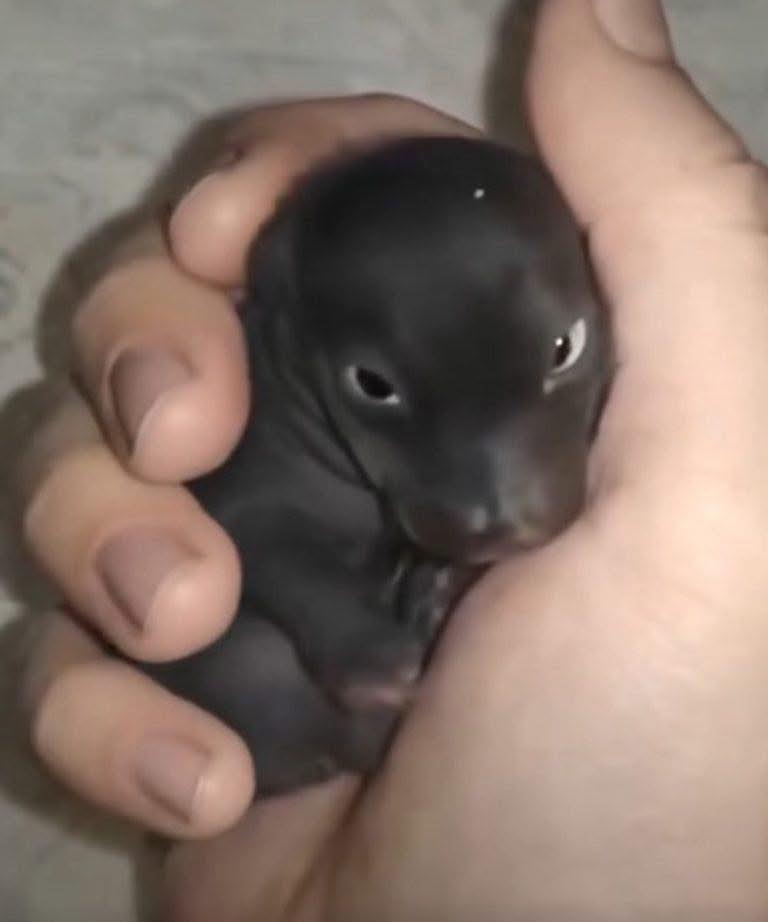 Ce qui semblait être un chiot a révélé une histoire émouvante de résilience